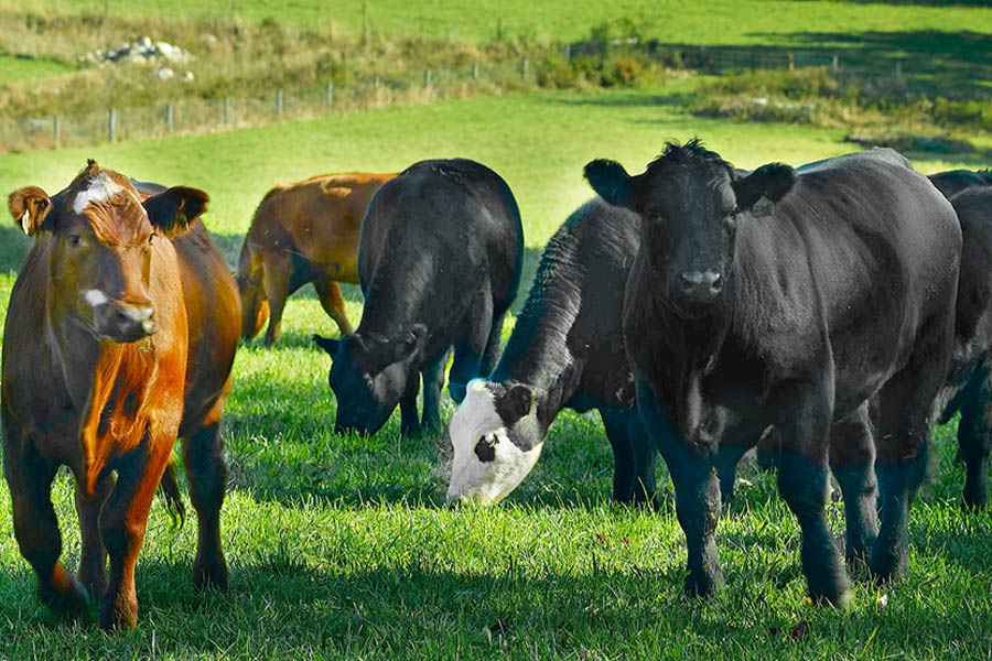 Hemlock Hill Cows on Pasture